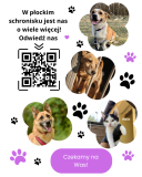 Grafika zachęcająca do odwiedzenia schroniska. Po lewej stronie znajduje się tekst oraz kod QR, a po prawej — zdjęcia kilku psów i jednego kota. Tło wypełniają dekoracyjne łapki i serduszka.
