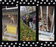 Trzy ujęcia: z lewej pies stojący na budzie w boksie, pośrodku grupa uczniów zwiedzająca schronisko i oglądająca boksy, a z prawej pies patrzący zza krat prosto w obiektyw.