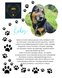 Grafika przedstawia psa o imieniu Kokos. Obok jego zdjęcia znajduje się logo szkolnego klubu wolontariatu oraz tekst opisujący charakter i potrzeby psa. Całość ozdobiona jest motywami psich łap.