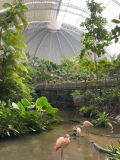 Widok wnętrza Tropical Islands – palmy, kilka flamingów na pierwszym planie.