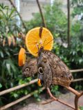 Widok wnętrza Tropical Islands – palmy, na pierwszym planie egzotyczny motyl siedzący na plasterku pomarańczy.